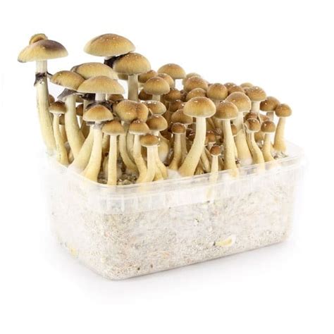 Exploring the Psychedelic World: Getting Started with Magic Mushroom Cultivation Kits from eBay
